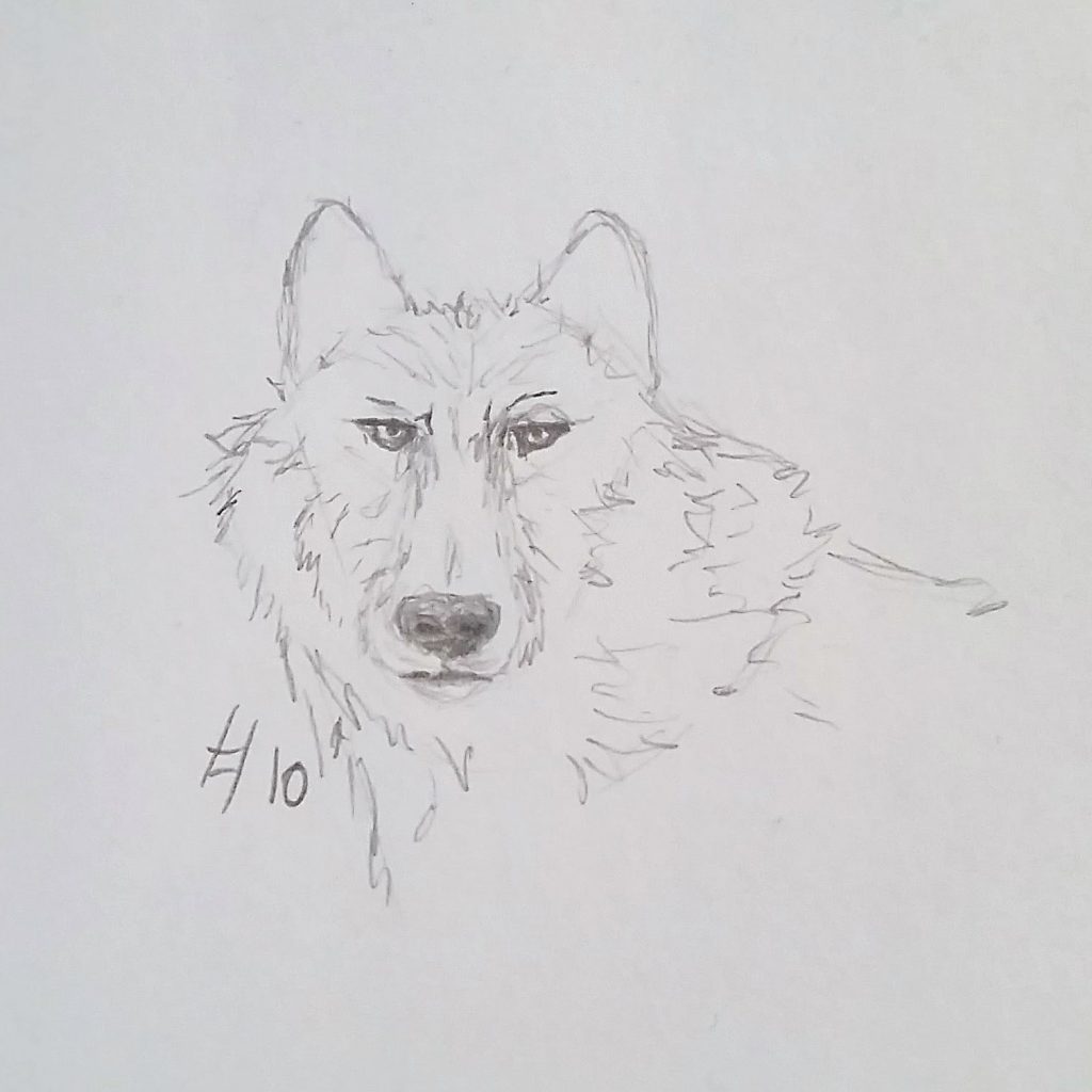 A Wolf A Day - Sketch # 10