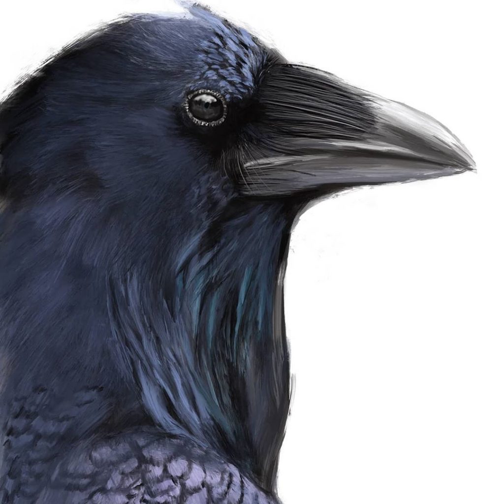 Rough Raven - Kindel Page