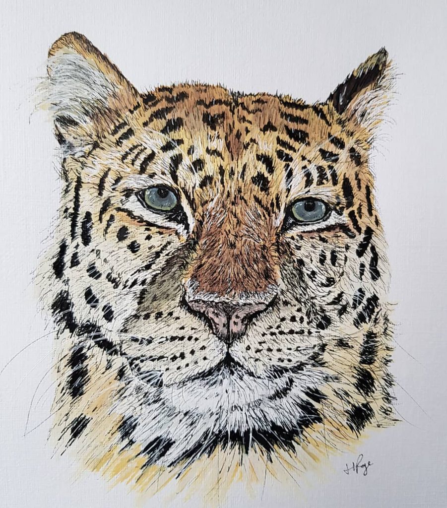 Amur Leopard  - Helen Page