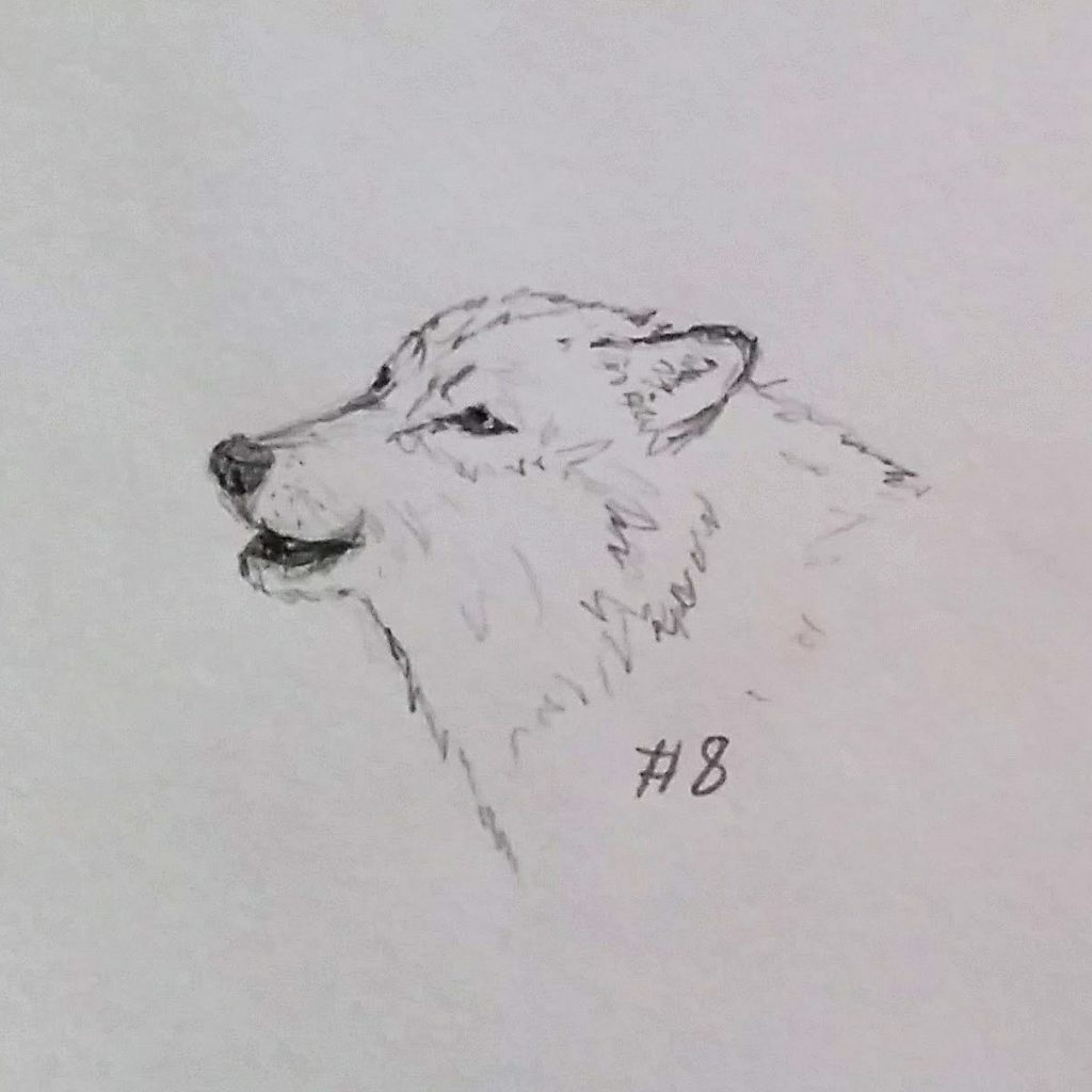 A Wolf A Day - Sketch # 8