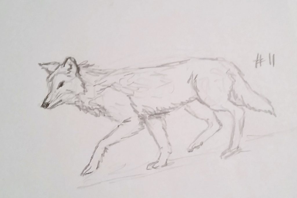 A Wolf A Day - Sketch # 11