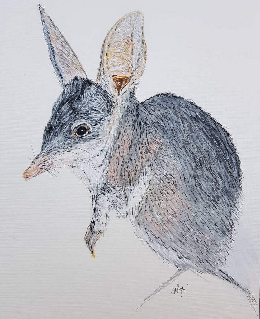Bilby, Australian desert marsupial - Helen Page