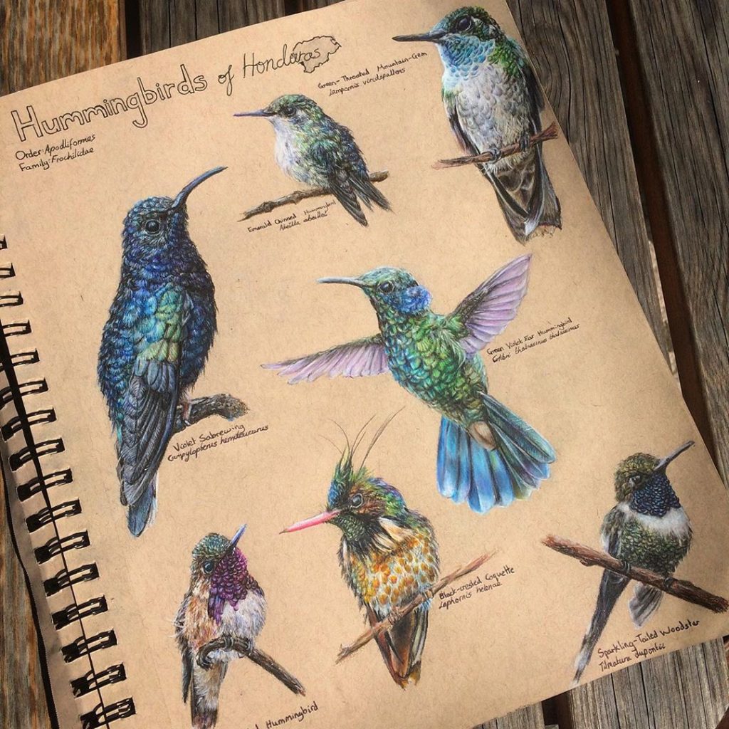 Hummingbirds - Rachel E