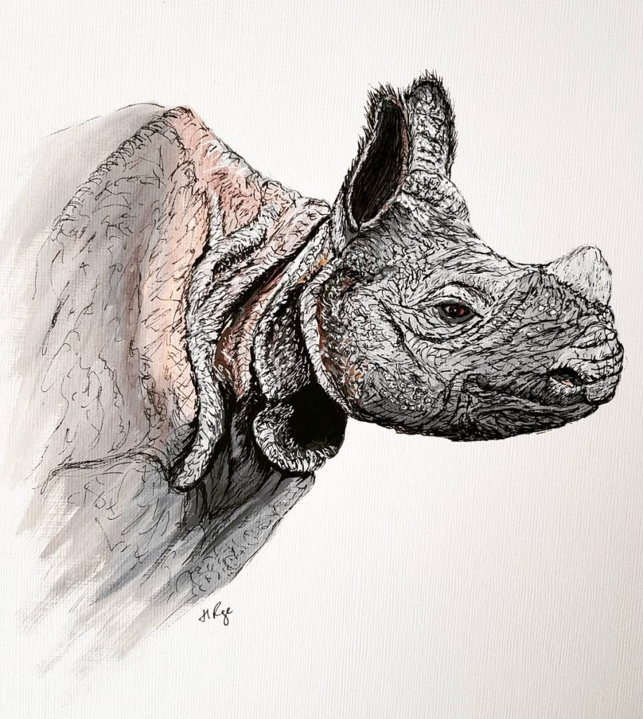 Javan rhino - Helen page
