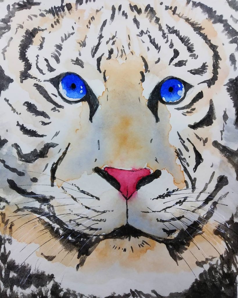 White Bengal Tiger - Aakanksha