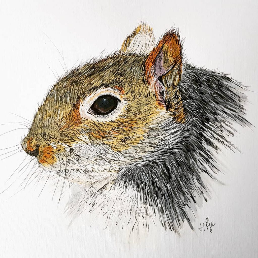Grey Squirrel  - Helen page